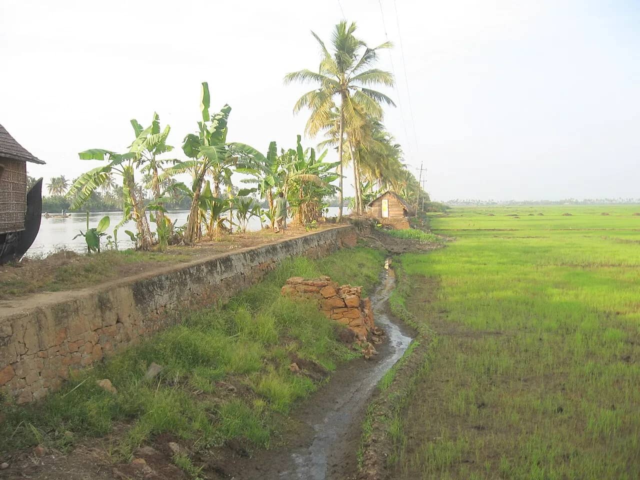 Kuttanad, Alleppey (Alappuzha)